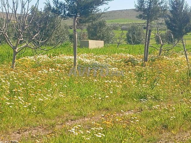 Propriété vente à El Gara, Gharb-Chrarda-Beni Hssen