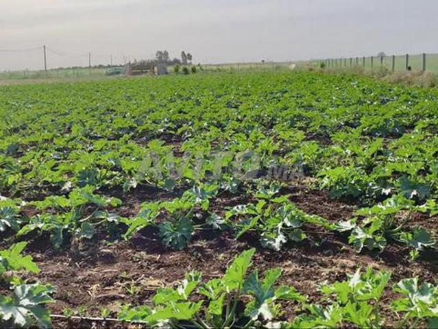 Propriété vente à Slimane, Gharb-Chrarda-Beni Hssen