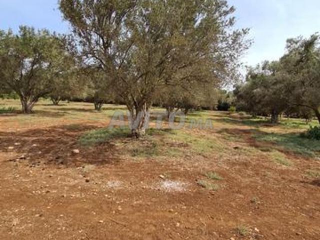 Propriété vente à Settat, Gharb-Chrarda-Beni Hssen
