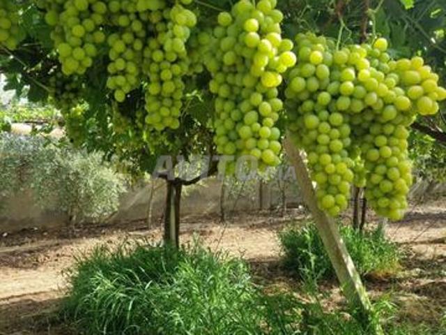 Propriété vente à Meknès
