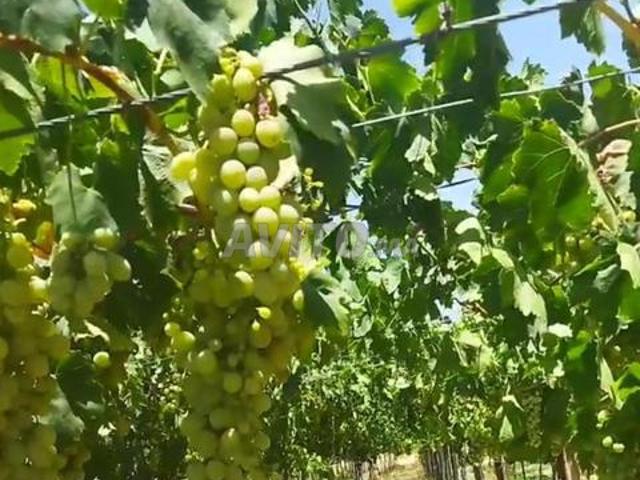 Propriété vente à Sidi Allal El Bahraoui