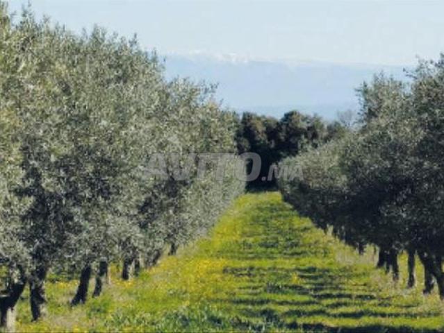 Propriété vente à Meknès