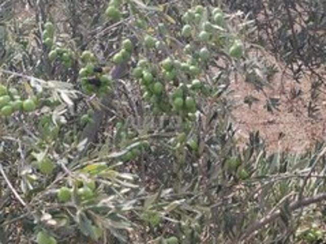 Propriété location à Berrechid, Gharb-Chrarda-Beni Hssen