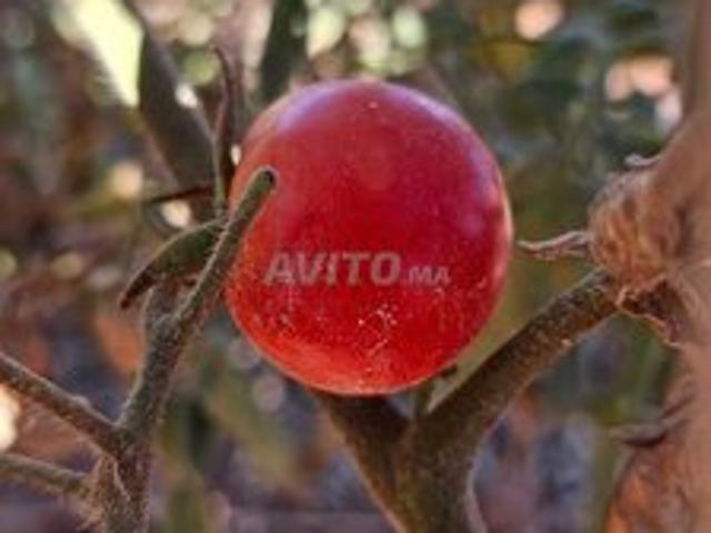 Propriété vente à Ain Sfa