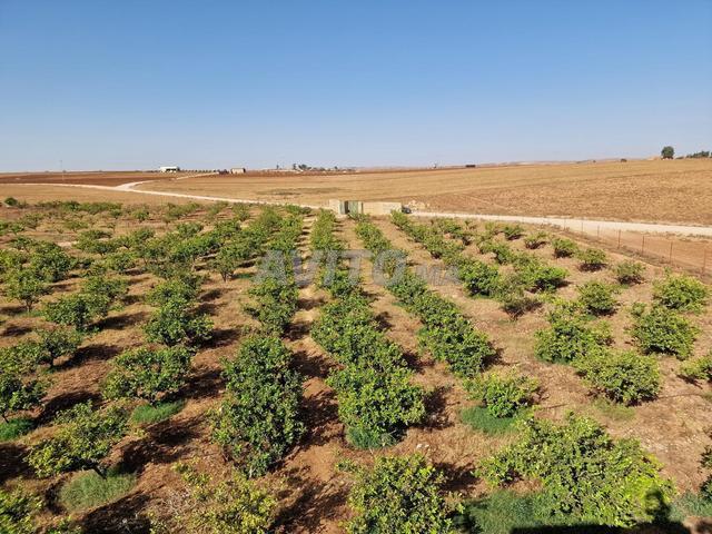 Propriété vente à El Ma, Gharb-Chrarda-Beni Hssen