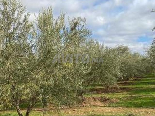 Propriété vente à L'Oriental