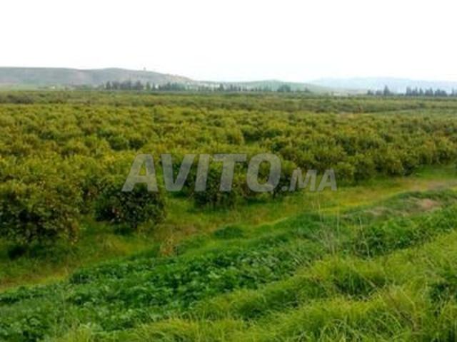 Propriété vente à Beni Said, Tanger-Tétouan
