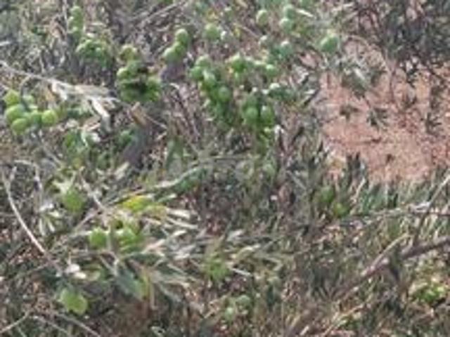 Propriété location à Berrechid, Gharb-Chrarda-Beni Hssen