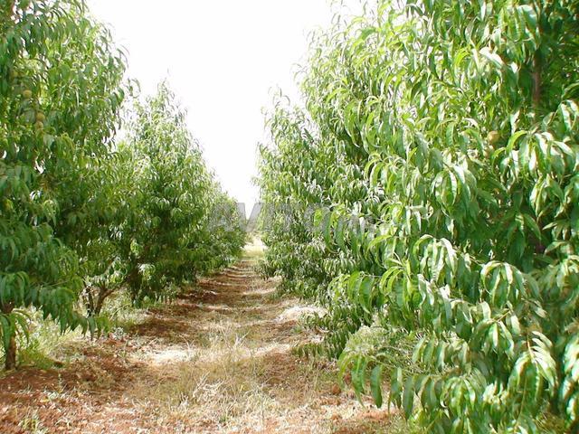 Propriété vente à Ain Taoujdat