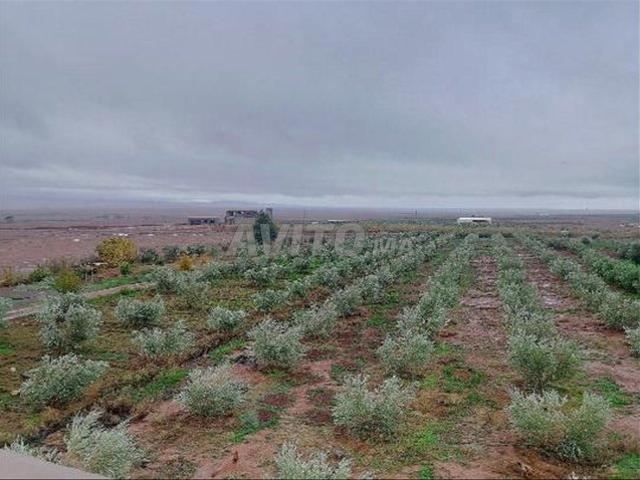 Propriété vente à Laattaouia, L'Oriental