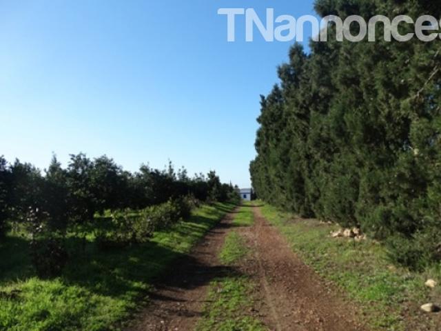 Terrain vente