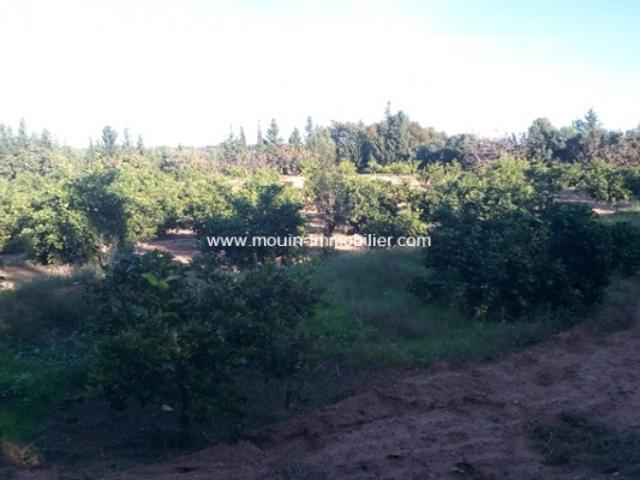 Terrain location à Borj El Amri