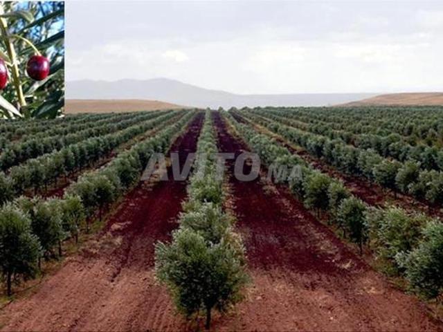 Propriété vente à Meknès