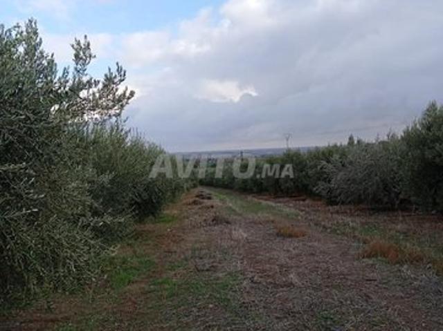 Propriété vente à Oued Zem