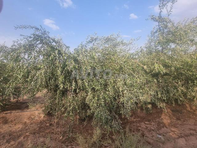 Propriété vente à Chichaoua, L'Oriental