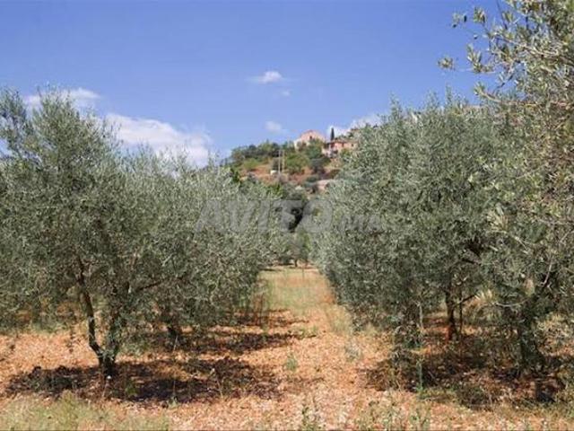 Propriété vente à Ben Guerir, L'Oriental