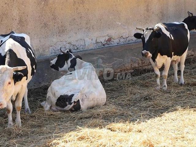 Propriété vente à Rbat