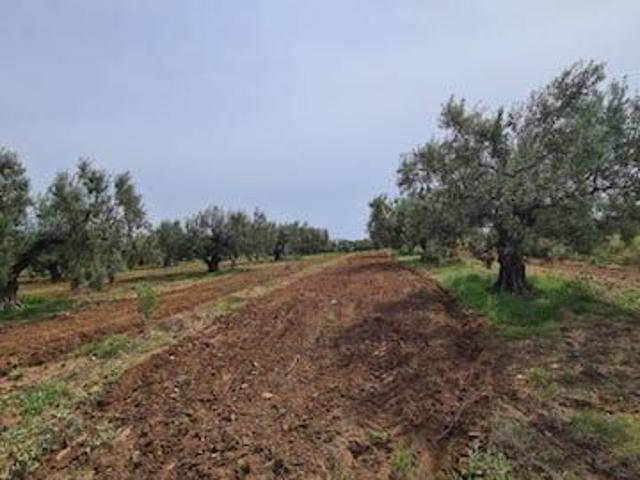 Ferme vente à Sousse Ville