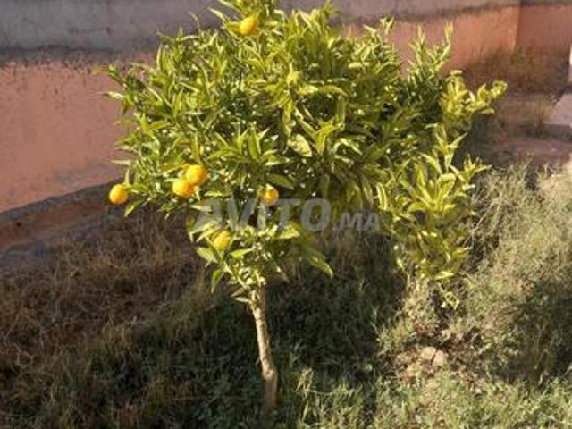 Propriété vente à Agadir, Oued ed Dahab-Lagouira