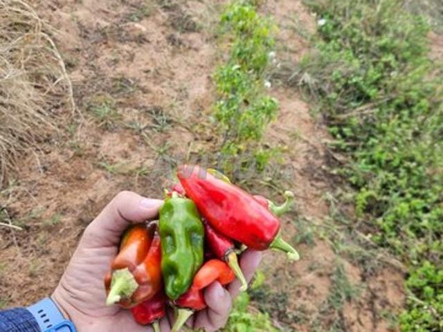 Propriété vente à Salé