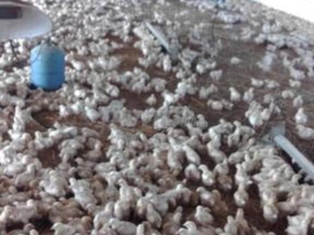 Propriété vente à El Ma, Gharb-Chrarda-Beni Hssen