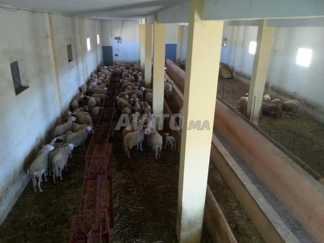 Propriété vente à Larache, Tanger-Tétouan