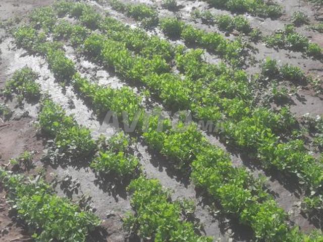 Propriété vente à Berrechid, Gharb-Chrarda-Beni Hssen