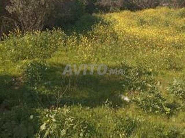 Propriété vente à Ben Ahmed, Gharb-Chrarda-Beni Hssen