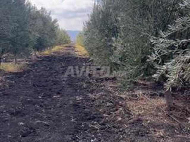 Propriété vente à Sidi Qacem