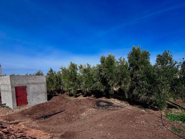Ferme vente à Settat, Gharb-Chrarda-Beni Hssen