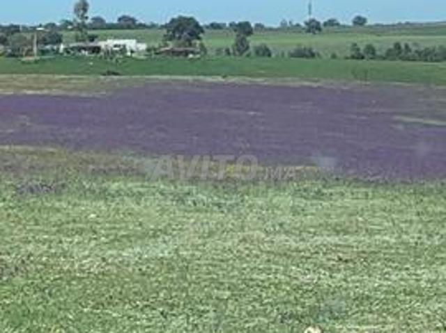 Propriété vente à Sidi Allal El Bahraoui