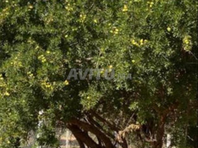 Propriété vente à Essaouira, L'Oriental