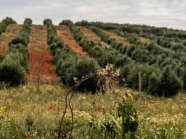 Ferme vente à Salé