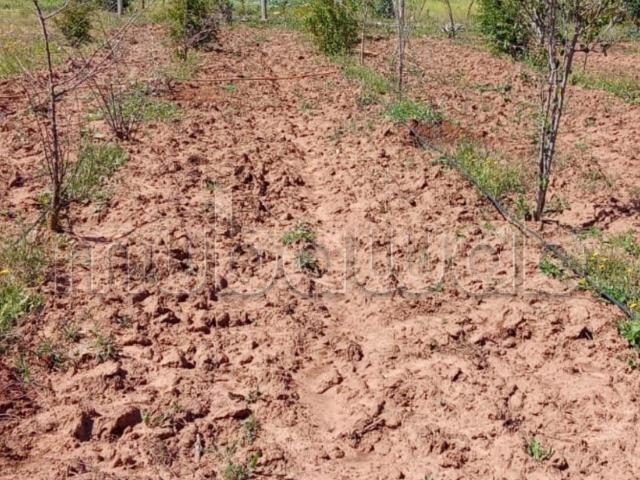 Ferme vente à Gharb-Chrarda-Beni Hssen