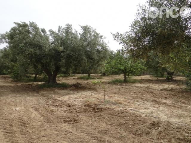 Terrain vente