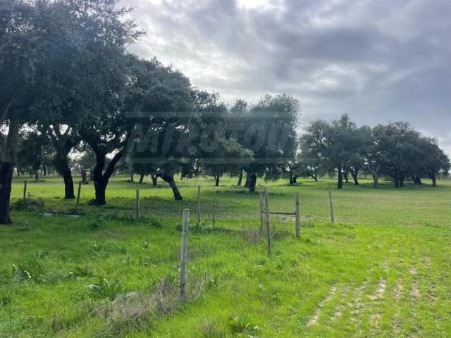 Terreno venda em Ferreira Do Alentejo, Beja