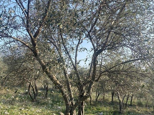 Arpacık, Fethiye içerisinde satılık mülk