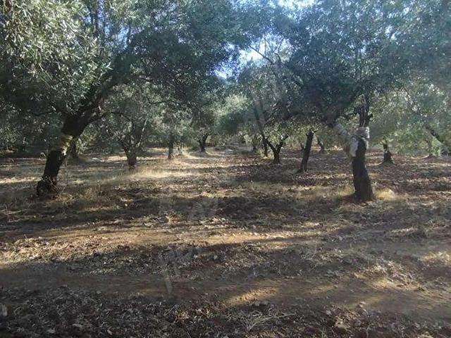 Heybeli, Saruhanlı içerisinde satılık mülk