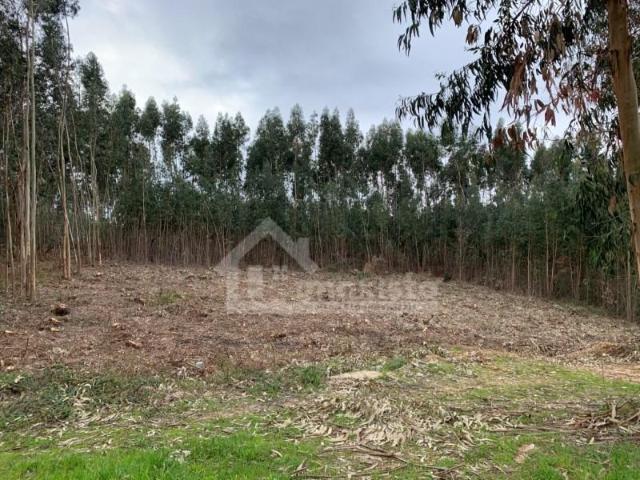 Terreno venda em Figueiró Dos Vinhos, Leiria