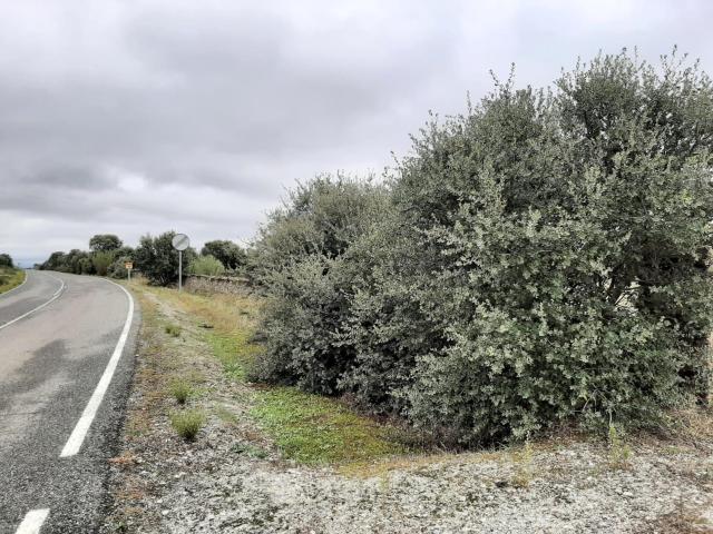 Terreno en venta en Botija, Extremadura