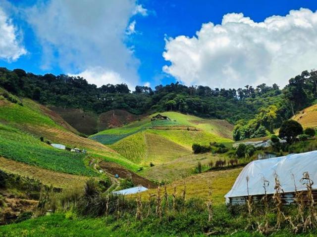 Finca Agrícola en Venta – Cerro Punta, Chiriquí