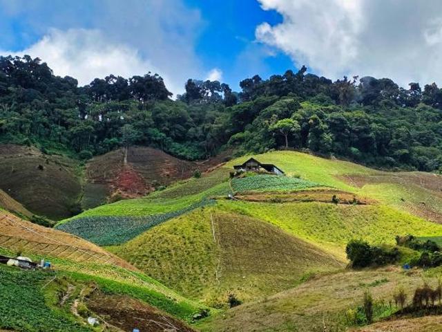 Finca Agrícola en Venta – Cerro Punta, Chiriquí