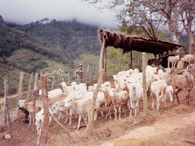 FINCA CAFETALERA EN CHIAPAS, GRAN OPORTUNIDAD DE INVERSIÓN