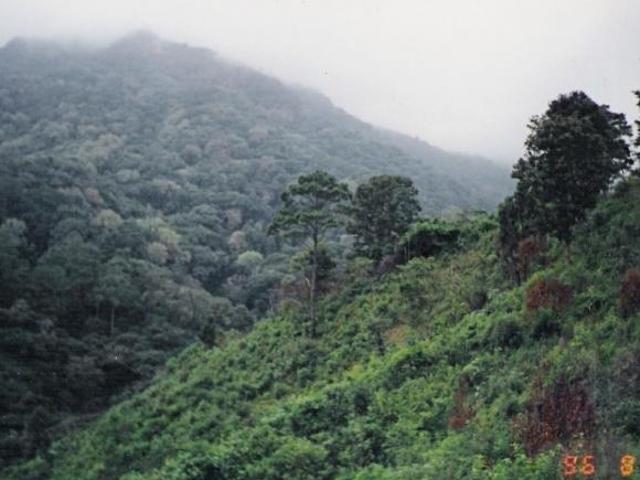 FINCA CAFETALERA EN CHIAPAS, GRAN OPORTUNIDAD DE INVERSIÓN