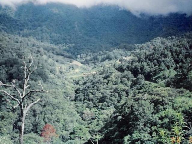 FINCA CAFETALERA EN CHIAPAS, GRAN OPORTUNIDAD DE INVERSIÓN