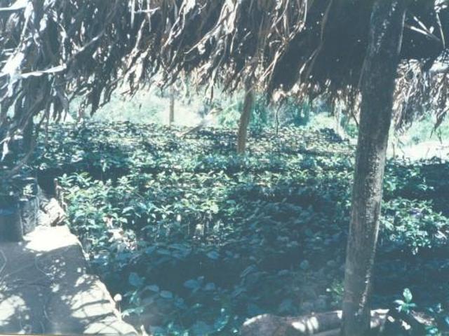 FINCA CAFETALERA EN CHIAPAS, GRAN OPORTUNIDAD DE INVERSIÓN