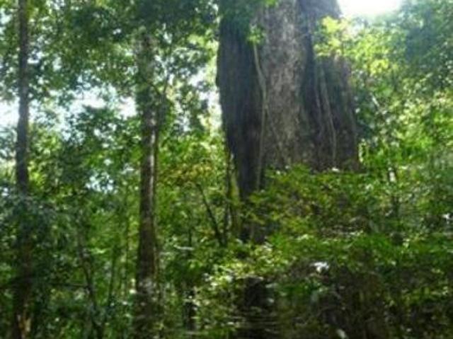 Finca Capira ID 13081