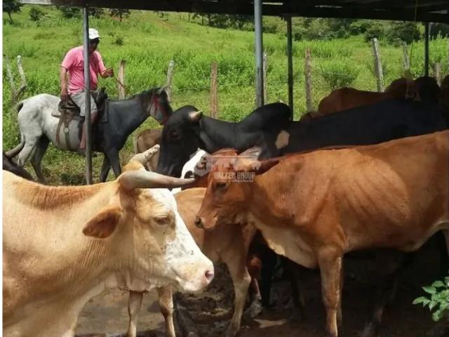 Terreno venta en Chepo, Panamá