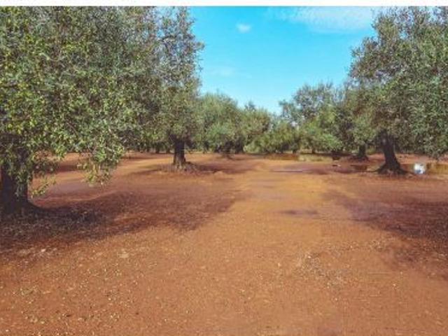 Local Comercial en venta en Montsià, Catalunya
