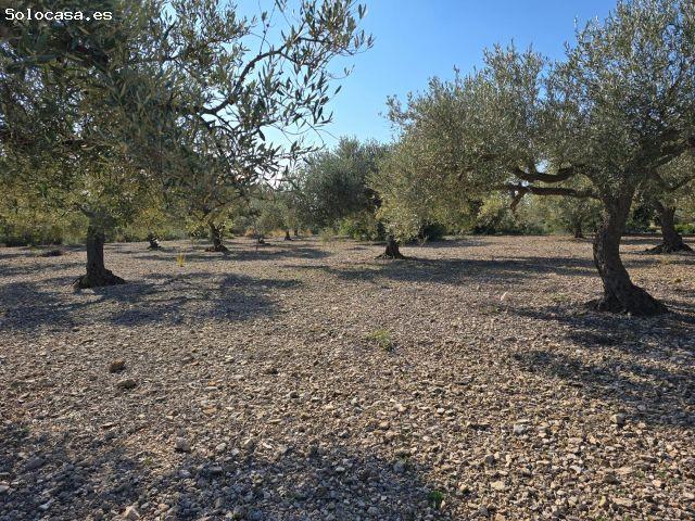 Local Comercial en venta en Freginals, Tarragona